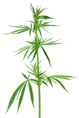 Cannabis leaf isolated on white backgroundの写真素材