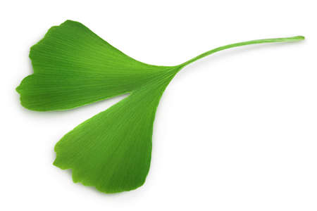 Ginkgo biloba fresh leaf isolated on white background with clipping path.の写真素材