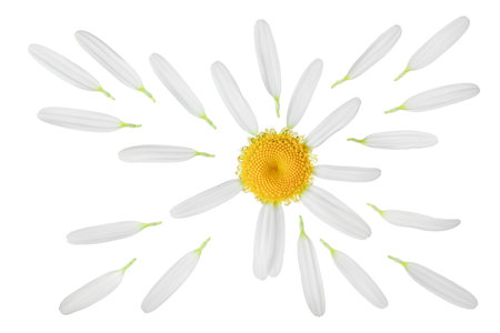 chamomile or daisies isolated on white background with clipping path. Set or collection.の写真素材