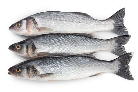 Sea bass fich isolated on white background with clipping path. Top view. Flat lay