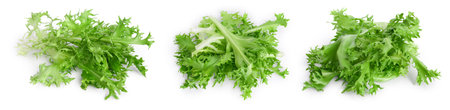 Fresh green leaves of endive frisee chicory salad isolated on white background with full depth of...