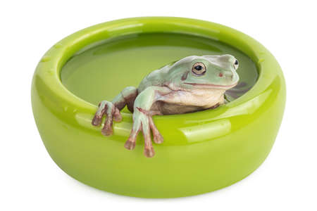 The Australian green tree frog in bowl with water isolated on white background with clipping path and full depth of fieldの写真素材