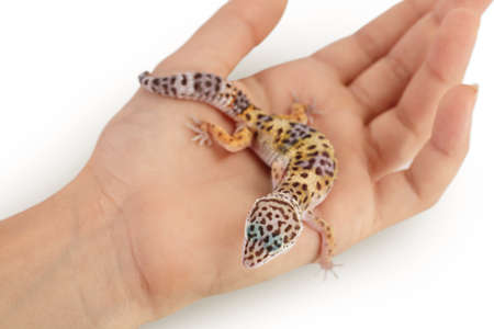 Leopard gecko or Eublepharis macularius on the hand isolated on white background with clipping path and full depth of fieldの写真素材