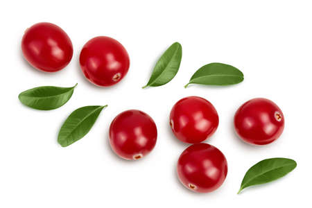 Cranberry with leaves isolated on white background with clipping path and full depth of field. Top view. Flat layの写真素材