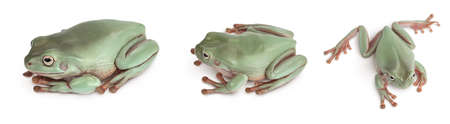 The Australian green tree frog isolated on white background with full depth of field, Set or collectionの写真素材