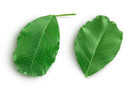 Fresh carob leaves isolated on white background with clipping path. Top view. Flat lay