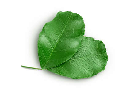 Fresh carob leaves isolated on white background with clipping path. Top view. Flat layの写真素材