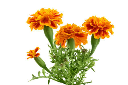 fresh marigold or tagetes erecta flower isolated on white background with full depth of field.の写真素材