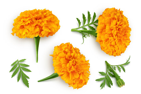 fresh marigold or tagetes erecta flower isolated on white background with full depth of field. Top view. Flat layの写真素材