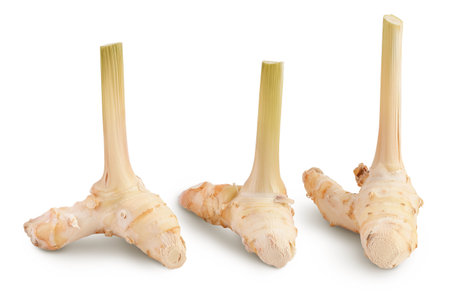 Fresh galangal root isolated on white background with full depth of field.の写真素材
