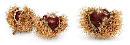 opened sweet chestnut in its spiky husk isolated on whiteの写真素材