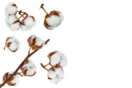 Cotton plant flower isolated on white background with full depth of field. Set or collection. Top view with copy space for your textの写真素材
