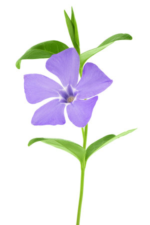 wild periwinkle flowers isolated on white backgroundの写真素材