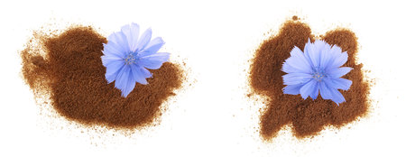 chicory flower and powder of instant chicory isolated on a white background. Cichorium intybusの写真素材