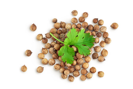 Dried coriander seeds with fresh green leaf isolated on white background. Top view. Flat layの写真素材