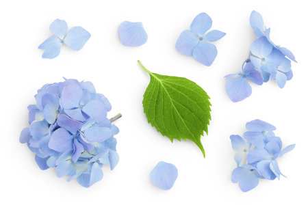 Blue Hydrangea flower isolated on white background. Top view. Flat layの写真素材