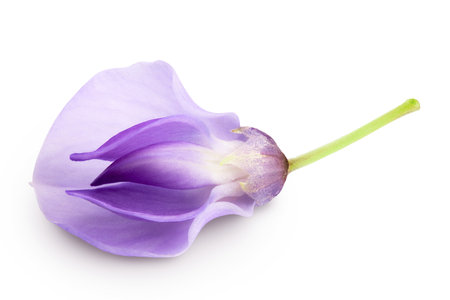 Wisteria flowers isolated on white background with full depth of fieldの写真素材