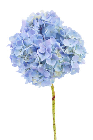 Blue Hydrangea flower isolated on white background