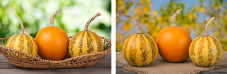Orange and striped decorative pumpkins on a wooden table in wicker basket with blurred garden backgroundの写真素材
