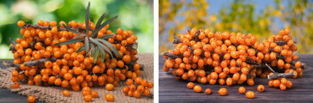 Sea buckthorn branch on a wooden table with blurred garden backgroundの写真素材