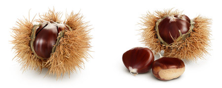 opened sweet chestnut in its spiky husk isolated on whiteの写真素材