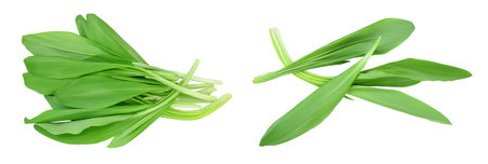 Ramson leaves isolated on white background with full depth of field, Top view. Flat lay