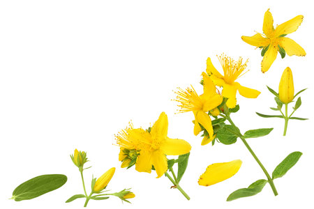 saint johns wort or Hypericum flowers isolated on white background. Top view with copy space for your text. Flat layの写真素材