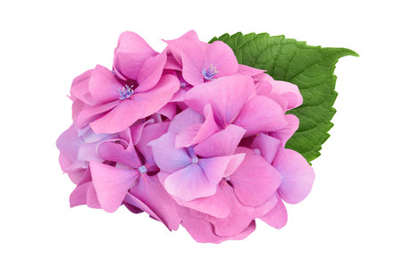 Pink Hydrangea flower isolated on white background