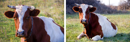 young bull grazing on the green grassの写真素材
