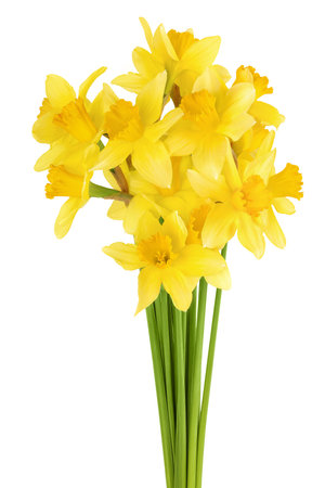 Daffodil flower or narcissus isolated on white background with full depth of fieldの写真素材