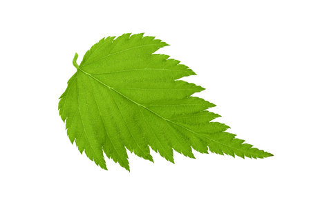leaf of kerria japonica isolated on white background. Top view. Flat lay