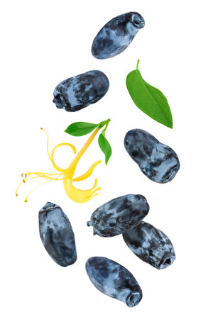 Fresh honeysuckle blue berry isolated on white background with full depth of field. Top view. Flat lay.の写真素材