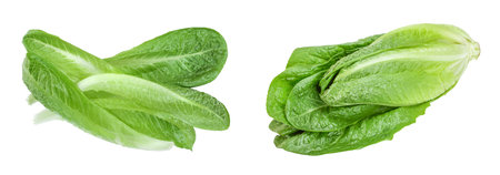 fresh roman cos lettuce isolated on a white background. Top view. Flat layの写真素材