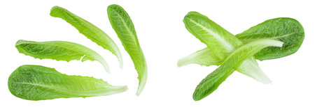 fresh roman cos lettuce isolated on a white background. Top view. Flat layの写真素材