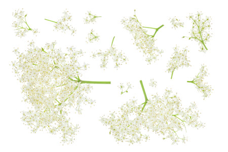 Elderberry flower or Sambucus nigra isolated on a white background.