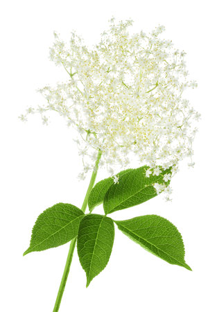 Elderberry flower or Sambucus nigra isolated on a white background.の写真素材