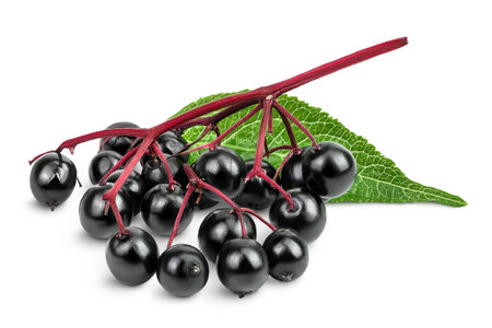 Ripe black elderberry or elder with green leaves isolated on a white background. Sambucus