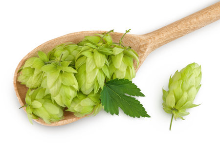 Hop cones in wooden spoon isolated on white background. Beer brewing ingredients. Top view. Flat lay
