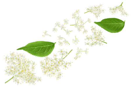 Elderberry flower or Sambucus nigra isolated on a white background.の写真素材