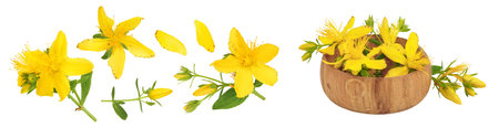 saint johns wort or Hypericum flowers in wooden bowl isolated on white background. Top view. Flat layの写真素材