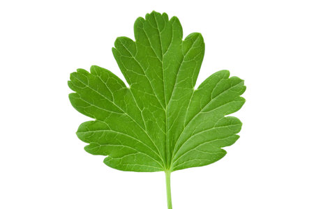 gooseberry leaf isolated on white background. Top view. Flat layの写真素材