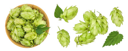 Hop cones in wooden bowl isolated on white background. Beer brewing ingredients. Top view. Flat layの写真素材