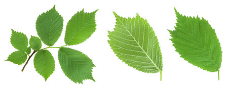 elm branch with young leaves Isolated on white background. Top view. Flat lay