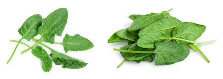 fresh spinach isolated on white background. Top view. Flat layの写真素材