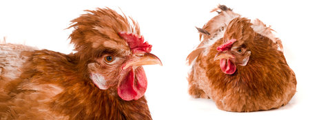 Portrait of a brown chicken isolated on white backgroundの写真素材
