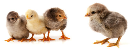 three little chicken isolated on white backgroundの写真素材