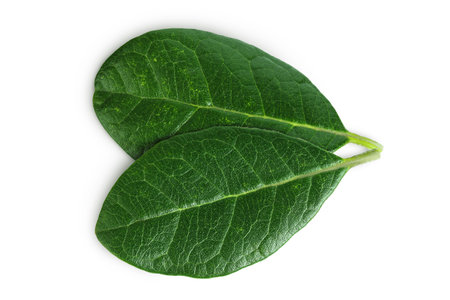 Leaves of Feijoa sellowiana, feijoa, pineapple guava and guavasteen isolated on white background