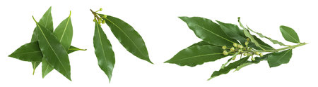Fresh Laurel leaves isolated on white background. Green bay leaf. Top view. Flat lay.