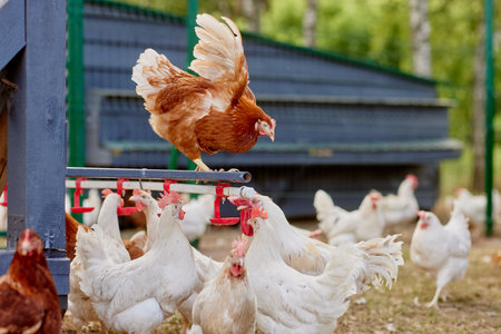 chicken drinking water from a drinker at chicken eco farm, free range chicken farmの写真素材