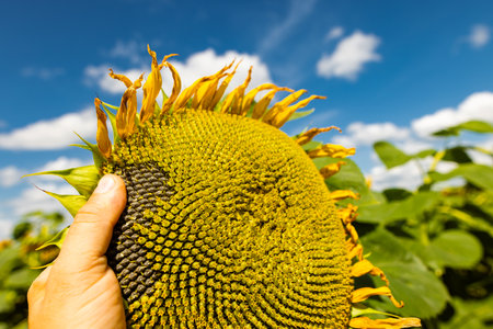 sunflower against sunny blue sky, sunflower cultivation conceptの写真素材